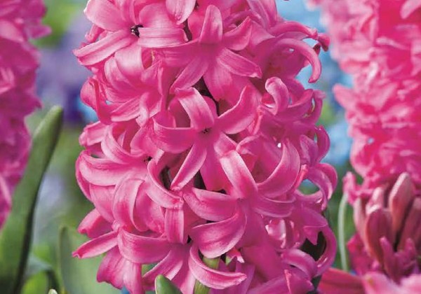 Hyacinthus orientalis Pink Pearl 15/16