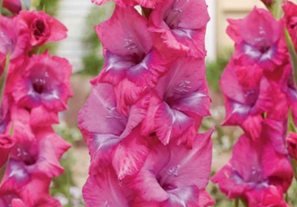 Gladiolus Lummiere 12/14