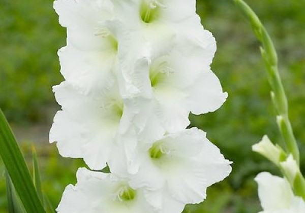 Gladiolus White Prosperity 12/14