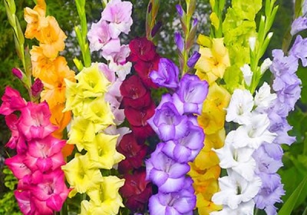 Gladiolus Large Flowering Mix 12/14