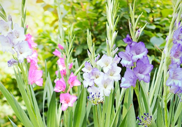 Gladiolus Pastel Mix 12/14
