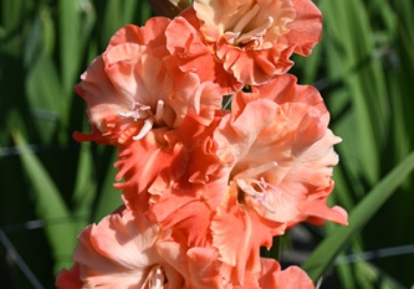 Gladiolus Coral Crush