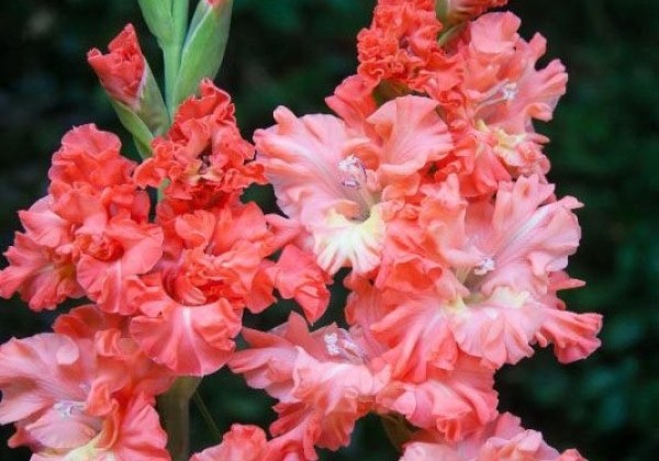 Gladiolus Rik'S Frizzle 12/14
