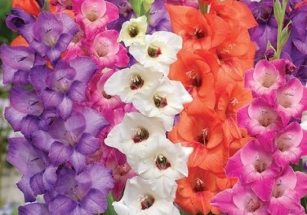 Gladiolus Glamini Mixed 8/10