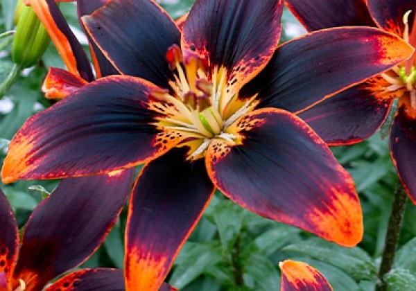 Lilium AZ Forever Susan 14/16