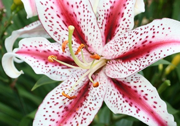 Lilium OR Dizzy 14/16