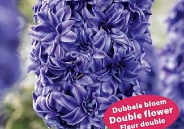 Hyacinthus orientalis Double Blue 15/16