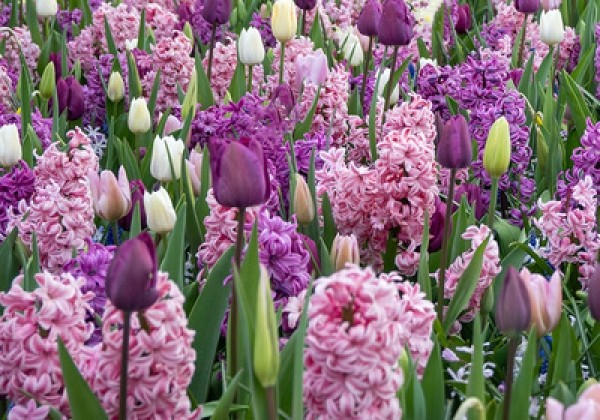 Combinations Fragrant Surprise