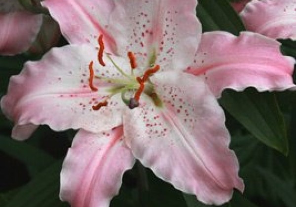 Lilium OR Virtuoso 14/16