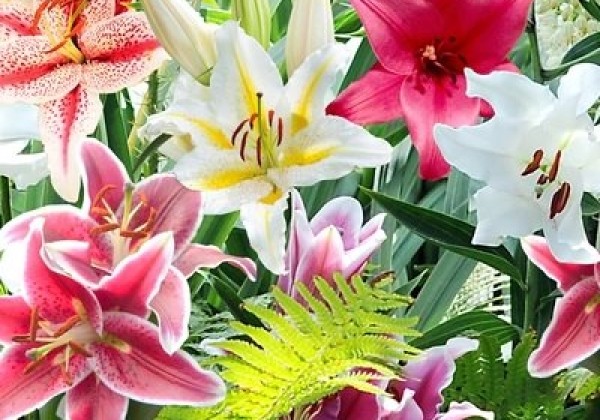 Lilium OR Oriental Mix 14/16