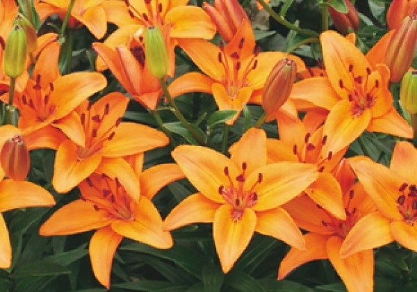 Lilium AZ (podu) Abbeville's Pride 14/16