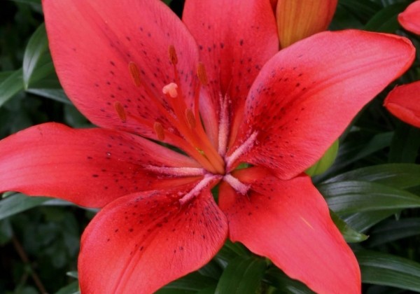 Lilium AZ (podu) Happy Heart 14/16