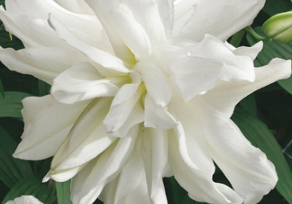 LOTUS ICE 