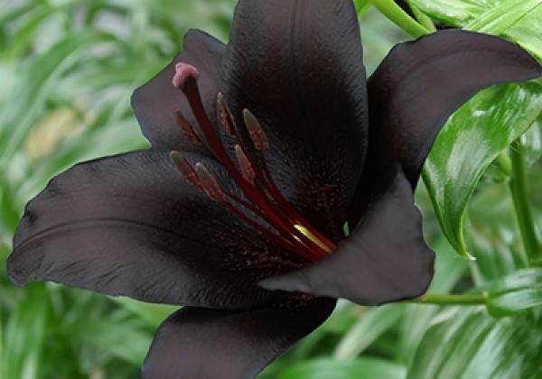 Lilium AZ Nightrider 14/16