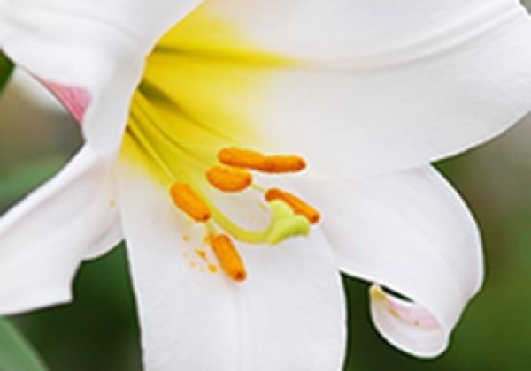 Lilium regale 18/20