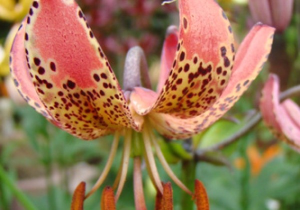 Lilium MA Manitoba Morning
