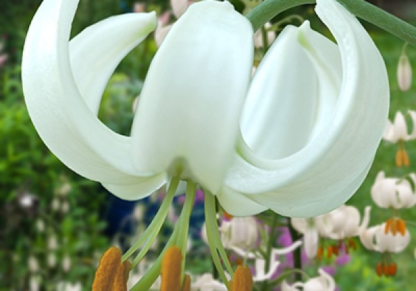 Lilium MA Snowy Morning