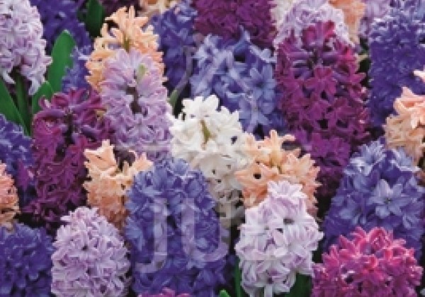 Combinations Irresistible Fragance