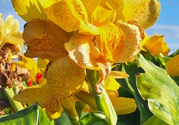 Canna indica Cleopatra Yellow