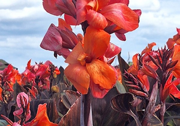 Canna indica Panache Black