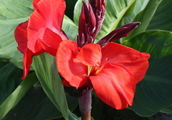 Canna indica Red Beauty