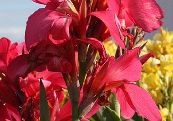 Canna indica Shining Pink