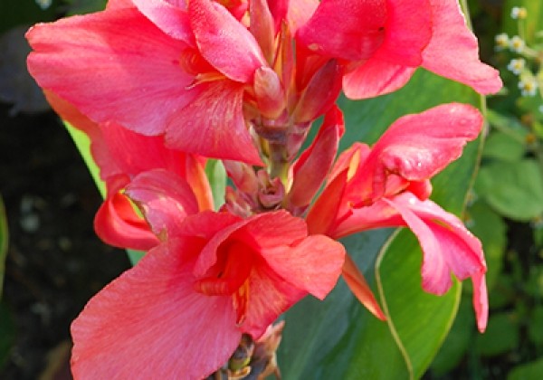 Canna indica Pink Futurity