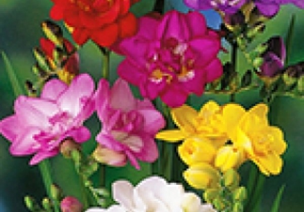 Freesia Double Mix 5/+