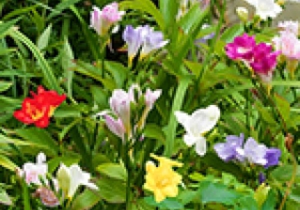 Freesia Single Mix 5/+