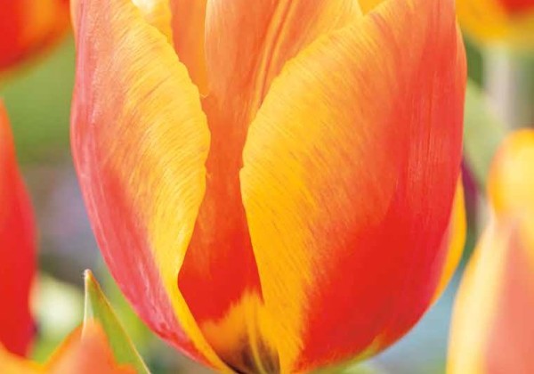 Tulipa, agra, vienk. z. Flair 11/12