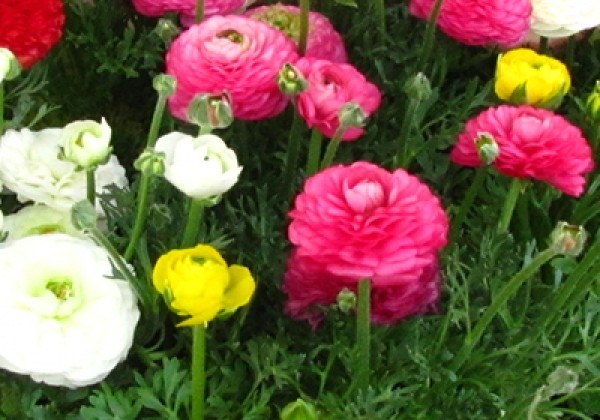 Ranunculus asiaticus Mix 6/7