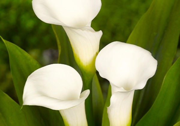 Zantedeschia aethiopica Crystal Clear 14/16