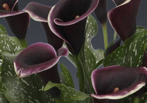 Zantedeschia aethiopica Dubai Nights 14/16