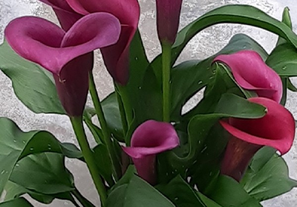 Zantedeschia aethiopica Durban 14/16