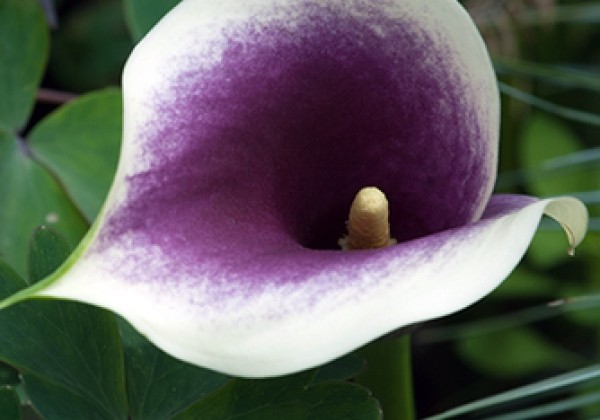 Zantedeschia aethiopica Picasso 14/16