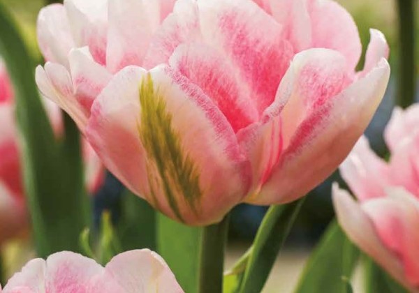 Tulipa, agra, pild. z. Foxtrot 11/12