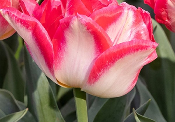 Tulipa, agra, pild. z. Pink delight  11/12
