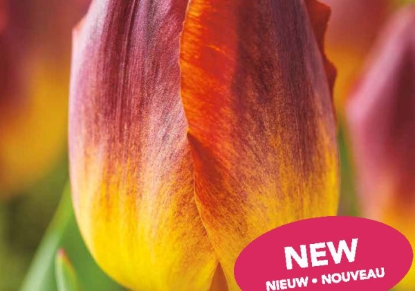 Tulipa, triumfa Amberglow 11/12