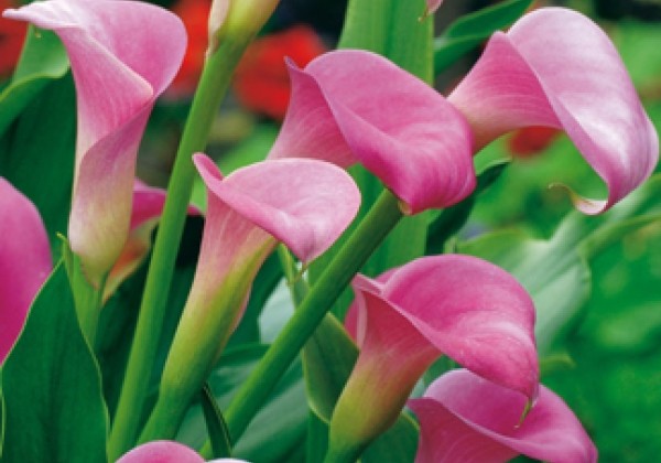 Zantedeschia aethiopica Garnet Glow 14/16