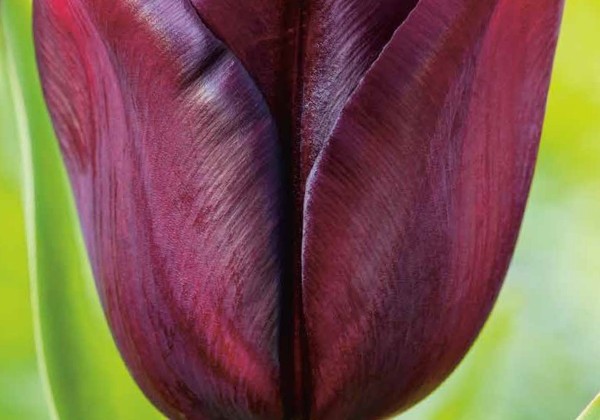 Tulipa, triumfa Continental 11/12