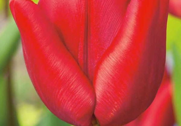 Tulipa, triumfa Escape 11/12