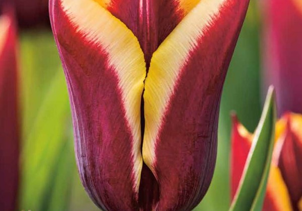 Tulipa, triumfa Gavota 11/12