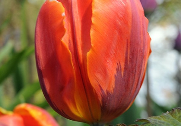 Tulipa, agra, vienk. z. Hermitage  10/11