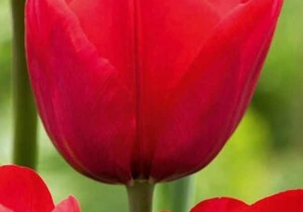 Tulipa, triumfa Ile de France 11/12