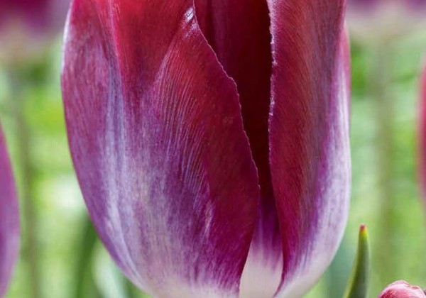 Tulipa, triumfa Kansas Proud 11/12