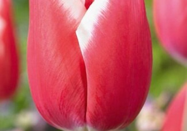 Tulipa, triumfa Universum 11/12