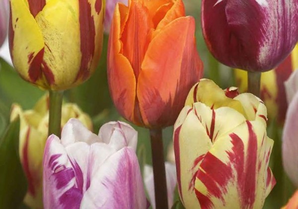 Tulipa, triumfa Flaming Beauty Mix 11/12