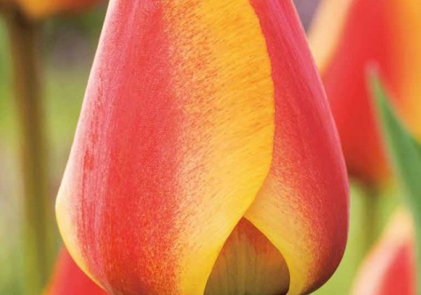 Tulipa, Darvina hibrīds Apeldoorn'S Elite 11/12