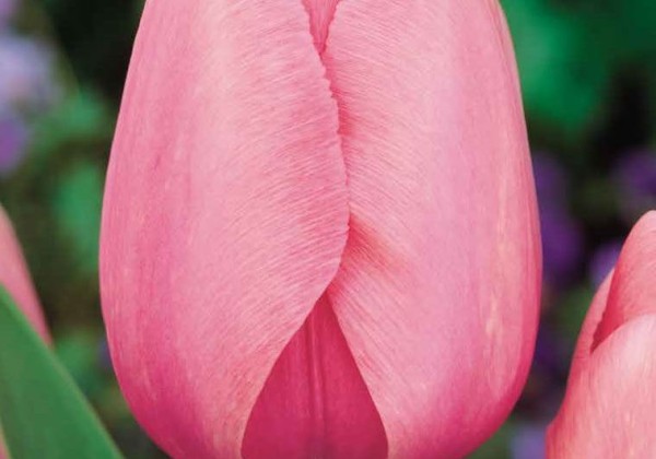 Tulipa, Darvina hibrīds Pink Impression 11/12