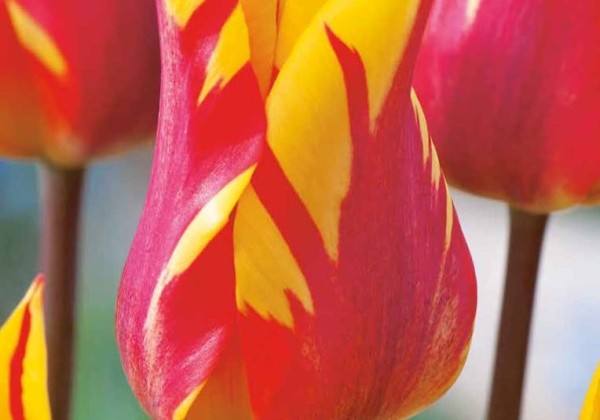 Tulipa, lilijziedu Fire Wings 11/12
